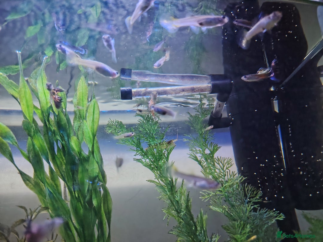 Live Bearers fish for sale: Female and baby fantail guppies.  in Warwick - Image 4