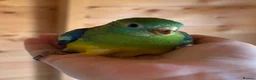 Parakeets birds for sale: Red Rump parakeets proven breeding pair - Advert 6