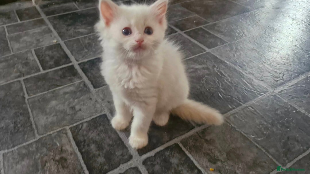 Ragdoll cats for sale: Ready in a week! Stunning Rare Ragdoll babies! - Image 2