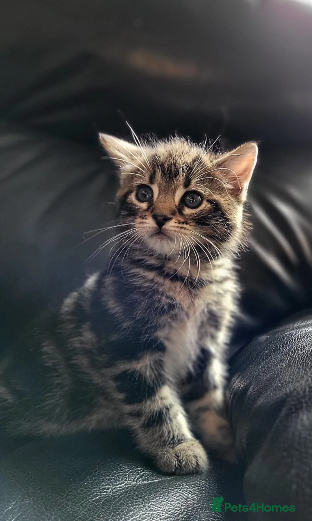 Maine Coon cats for sale: Gorgeous litter of 5 Maine Coon x kittens - Advert 2