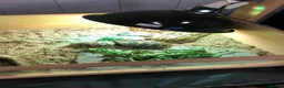 Hermann Tortoise reptiles for sale: Eastern Hermanns Tortoise 🐢  - Advert 4