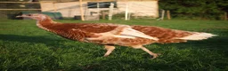 Turkeys poultry for sale: Bourbon Red Turkey Hatching Eggs and Chicks - Advert 3