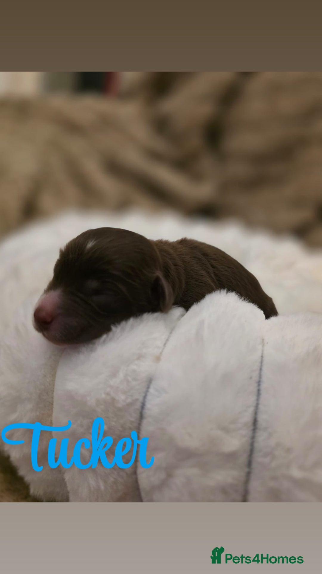 Cockapoo dogs for sale: 🤍 Beautiful F3 Multigen Cockapoo Puppies🤍 - Advert 19