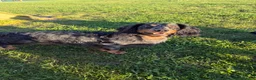 Dachshund dogs for sale: Beautiful litter of 9 standard dachshunds 🐾 - Advert 4