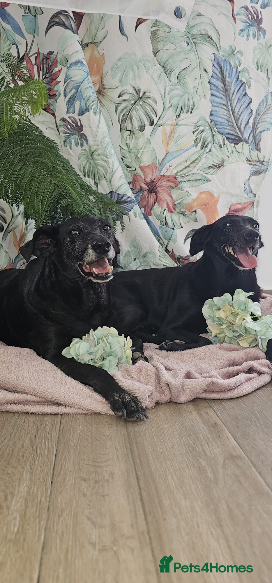 Mixed Breed dogs A joint home needed for two Grandma’s - Advert 16