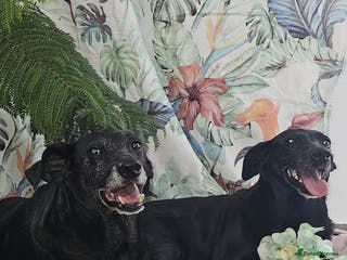 Mixed Breed dogs Dog’s Going Into Kennels 🚨 - Advert 17