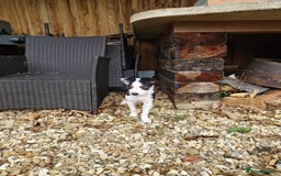 Mixed Breed dogs for sale: 2 Female Collie pups for sale - Advert 15