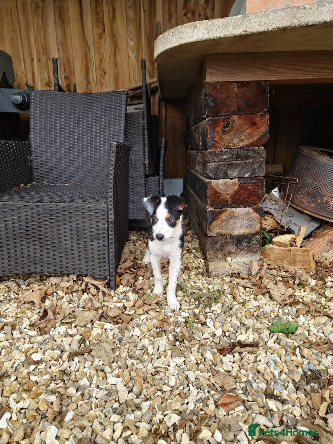 Mixed Breed dogs for sale: 2 Female Collie pups for sale - Advert 15