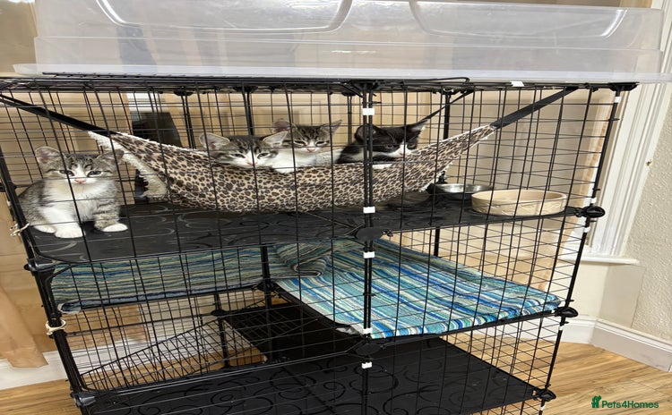 Mixed Breed cats for sale - Advert 2