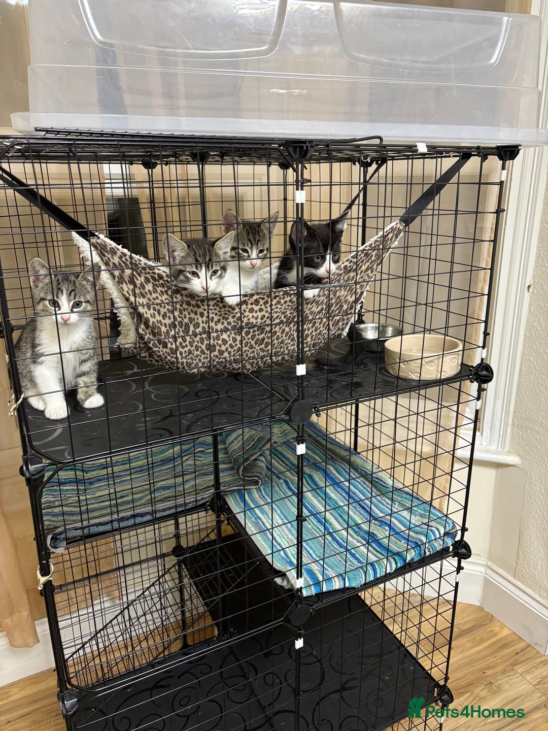 Mixed Breed cats for sale: 4 cute bundles of joy  - Image 1