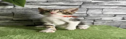 Bengal cats for sale: 5 beautiful girl bengal cross breed 🩷 - Advert 20