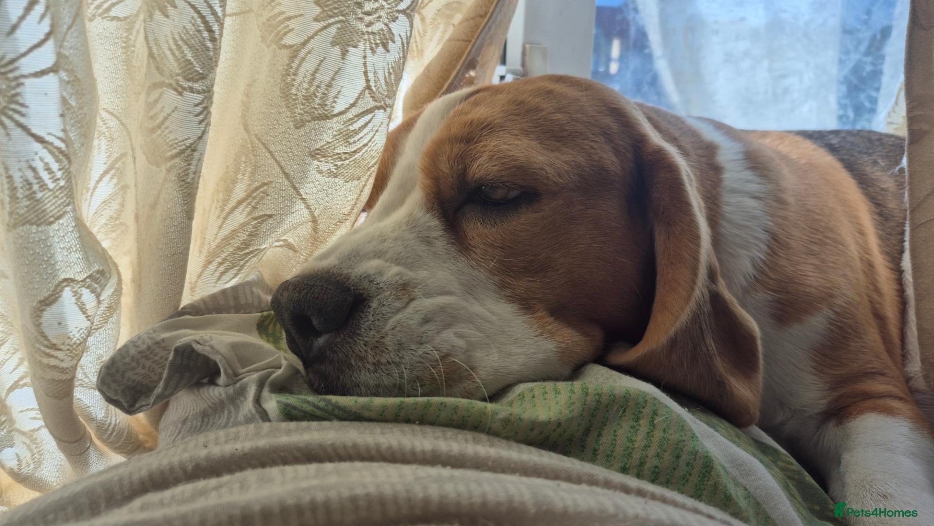 Beagle dogs for sale: Beagles - Advert 4