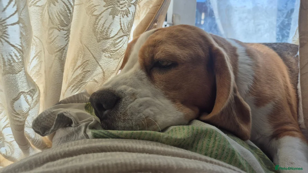 Beagle dogs for sale: Beagles - Advert 1