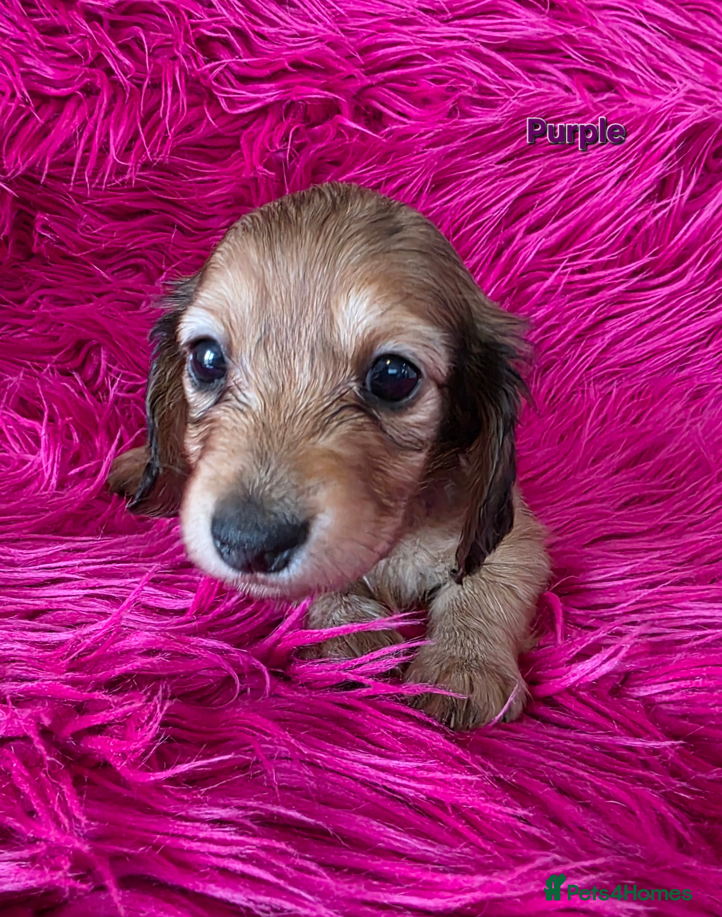 Miniature Dachshund dogs STUNNING KC SHADED RED LONG HAIR - Advert 2