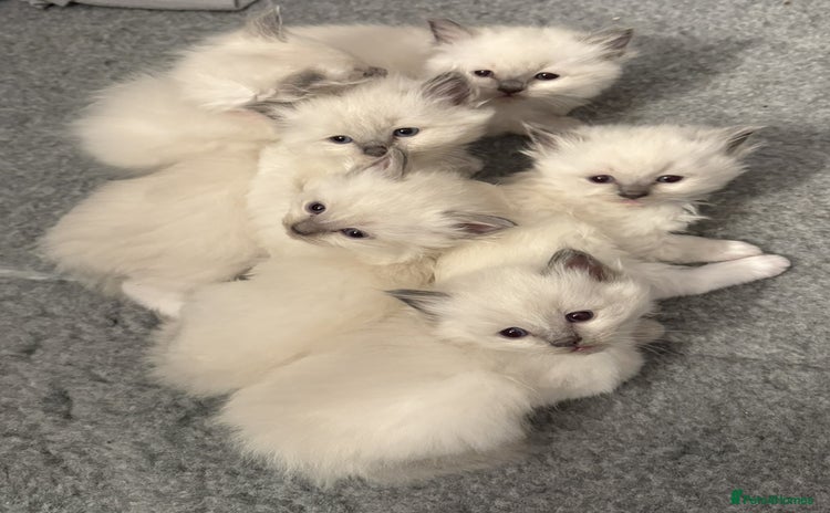 Ragdoll cats GCCF registered Pedigree Ragdoll kittens - Advert 3