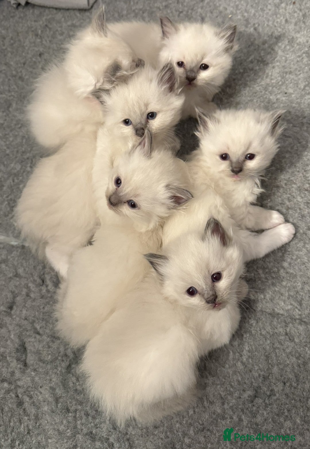 Ragdoll cats for sale: GCCF registered Pedigree Ragdoll kittens - Advert 1