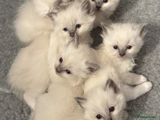 Ragdoll cats GCCF registered Pedigree Ragdoll kittens - Advert 7
