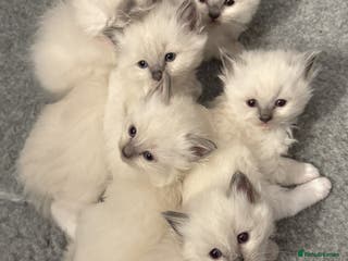 Ragdoll cats GCCF registered Pedigree Ragdoll kittens - Advert 10