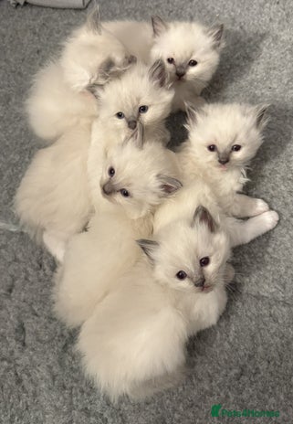 Ragdoll cats GCCF registered Pedigree Ragdoll kittens - Advert 4