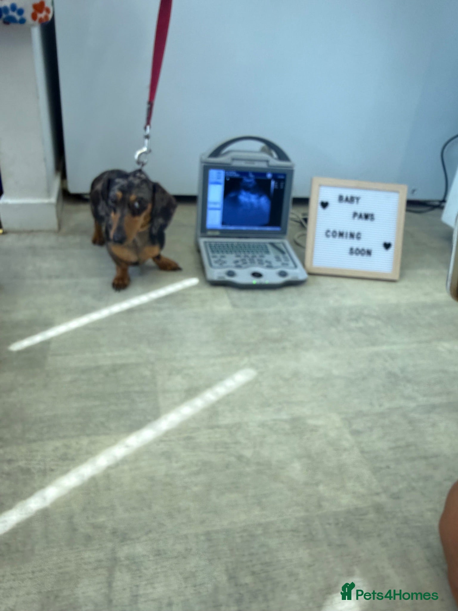 Miniature Dachshund dogs Miniature dachshund puppies - Advert 1