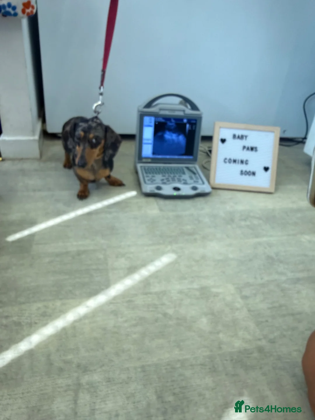Miniature Dachshund dogs for sale: Miniature dachshund puppies in Bishop Auckland - Advert 1
