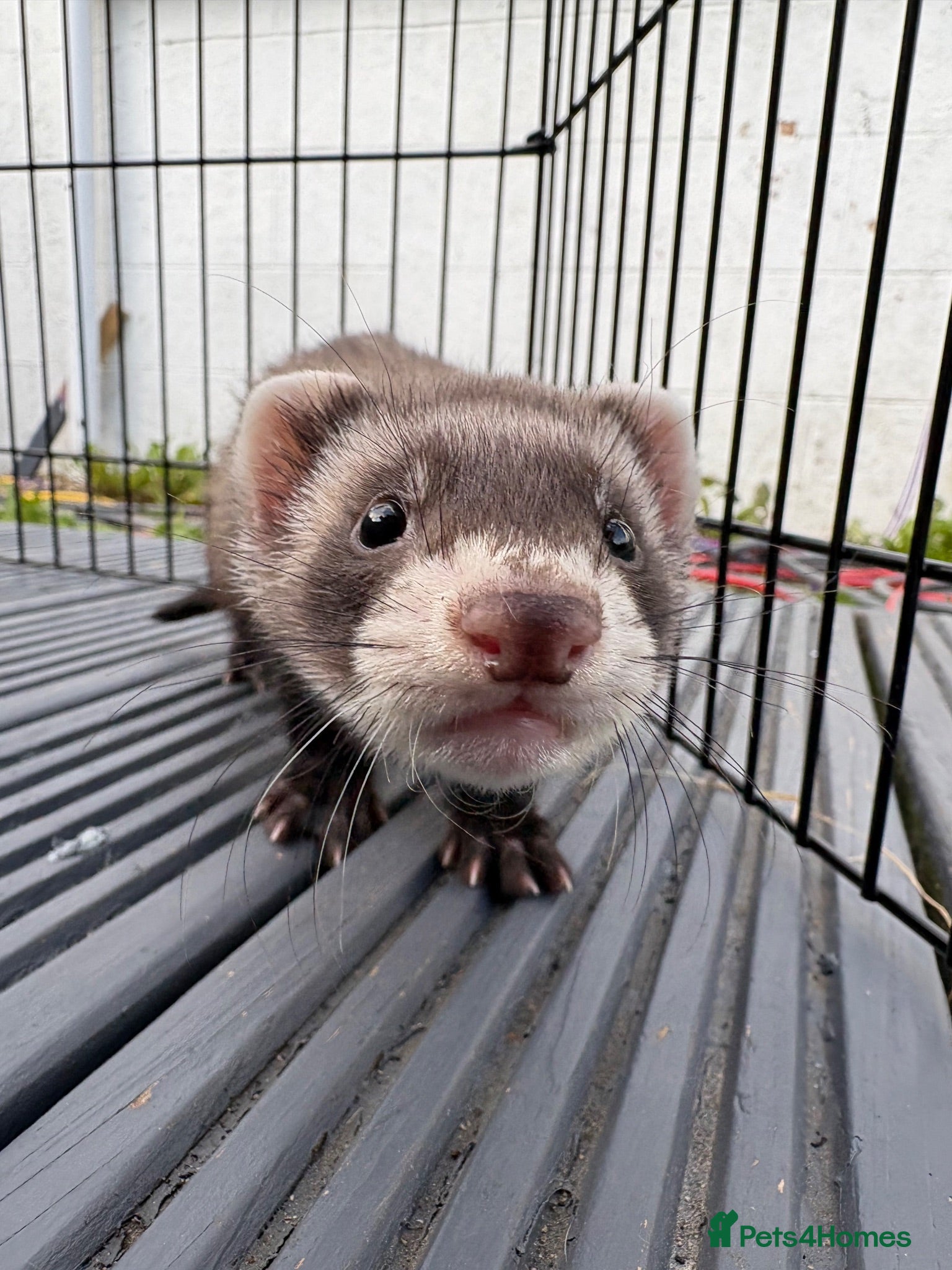 Ferret rodents Ferret kits for sale - Advert 1