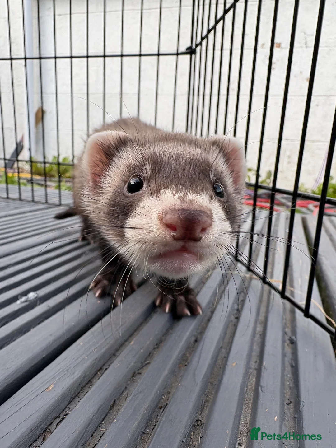 Ferret rodents for sale: Ferret kits for sale - Advert 1