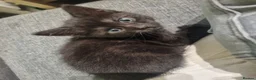 Maine Coon cats for sale: Full breed Maine Coon kittens 😸  - Advert 7