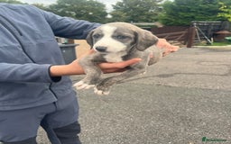 Lurcher dogs for sale: Lurcher puppies for sale - Image 6
