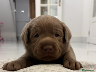 Labrador Retriever dogs KC REG top quality chunky silver Labrador puppies - Advert 1