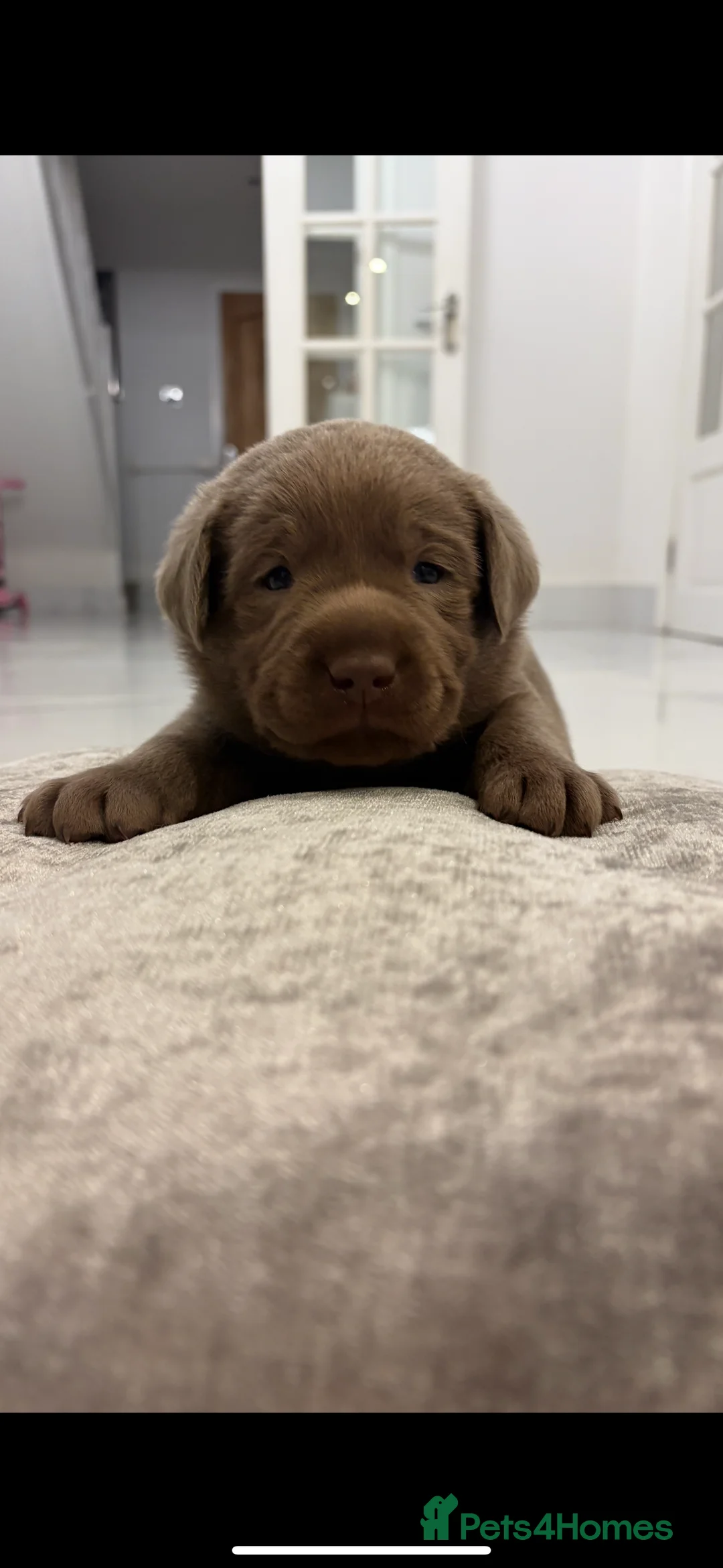 Labrador Retriever dogs for sale: KC silver Labrador (last girl remaining) orange  - Advert 24