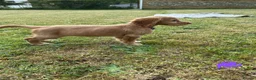 Cocker Spaniel dogs for sale: Gorgeous KC working type cocker spaniel puppies  - Advert 4