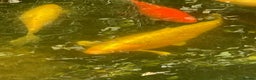 Koi Carp fish for sale: Koi Carp for Sale (rehoming due to baby and dog)  - Advert 30