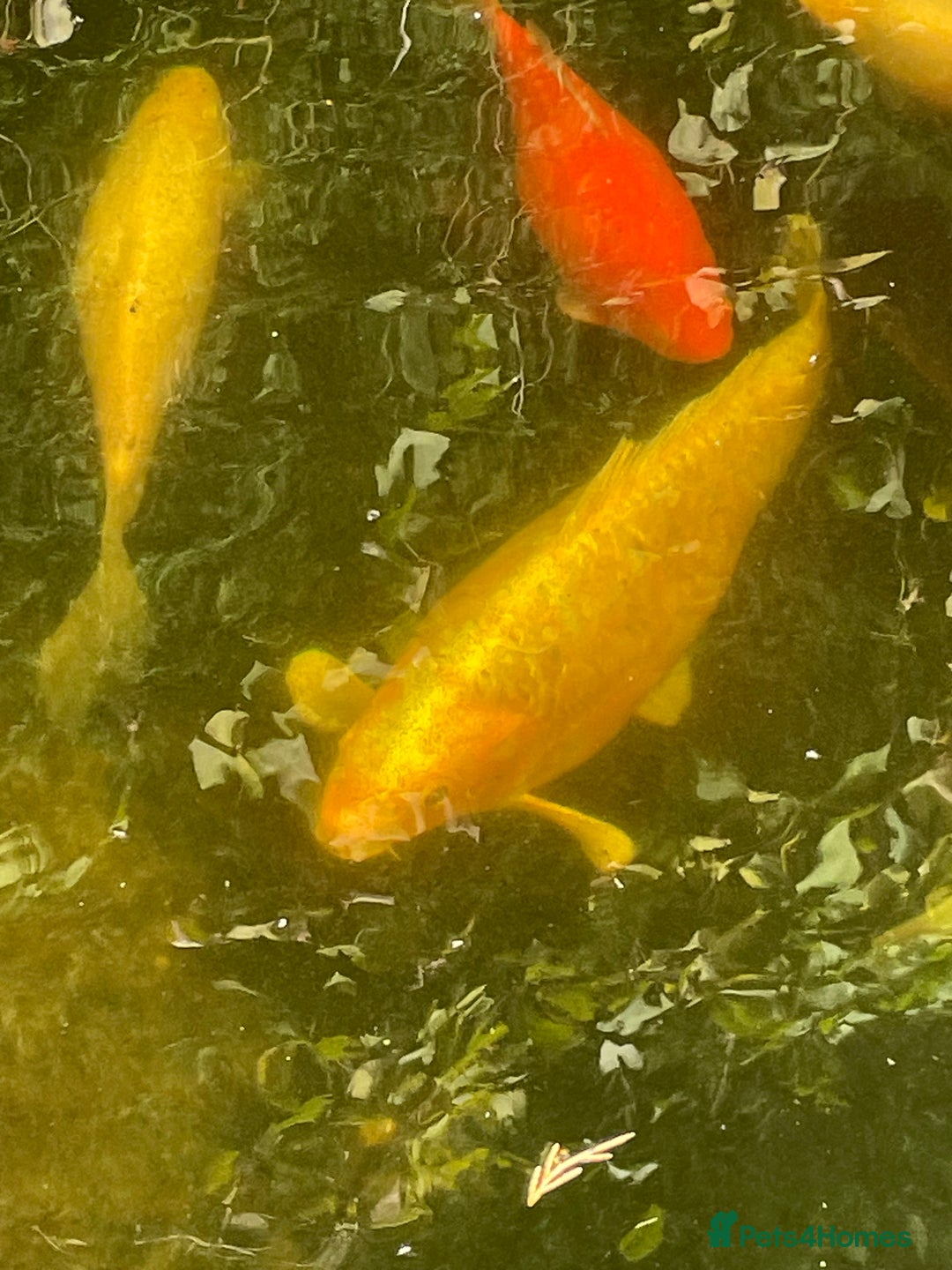 Koi Carp fish for sale: Koi Carp for Sale (rehoming due to baby and dog)  - Advert 30