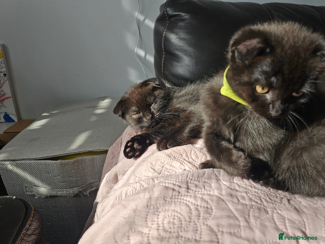 Mixed Breed cats for sale: Scottish Fold Kittens!Rare 🍫chocolate colour🐱 - Image 24