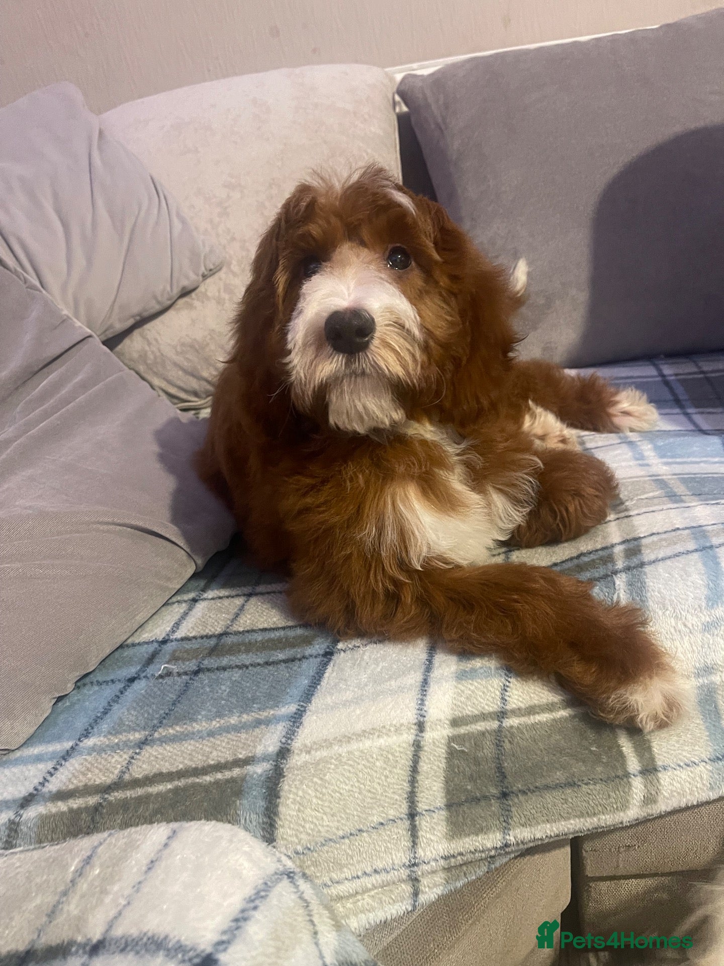 Cavapoo dogs Chocolate merle boy - Advert 1