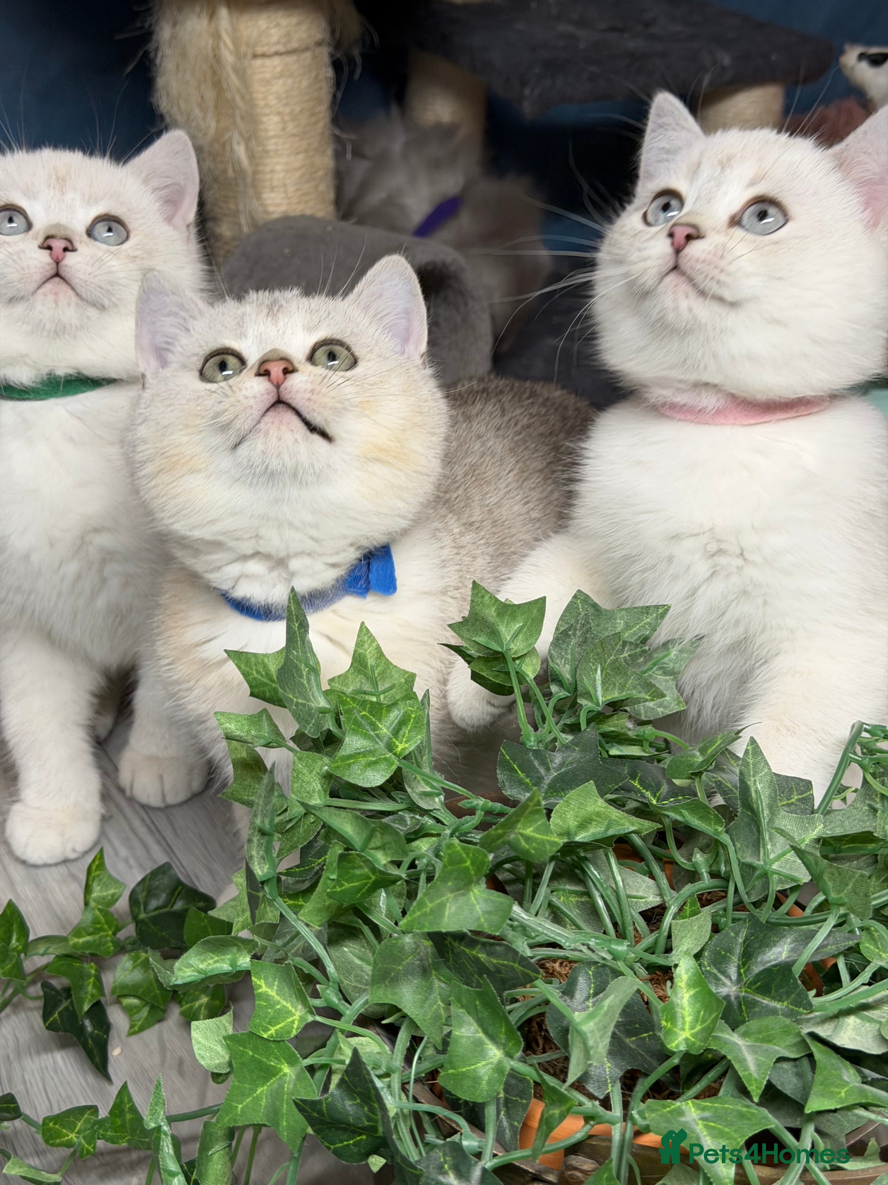 British Shorthair cats British shorthair kittens  silver/ golden TICA - Advert 4