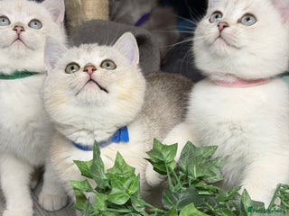 British Shorthair cats British shorthair kittens silver/ golden TICA - Advert 6