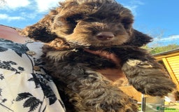 Cockapoo dogs for sale: F1 Cockapoo puppies  - Image 8