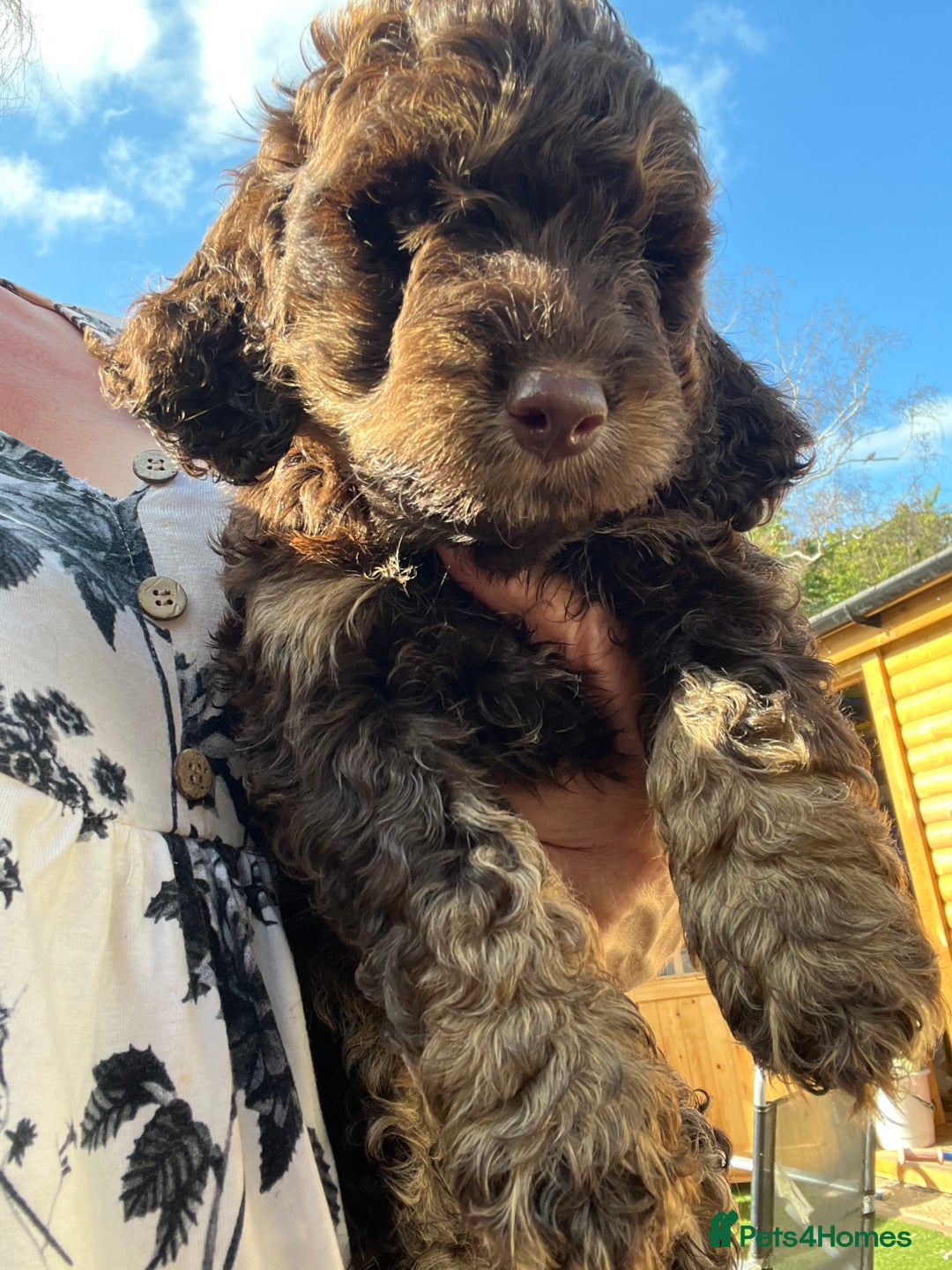 Cockapoo dogs for sale: F1 Cockapoo puppies  - Image 8
