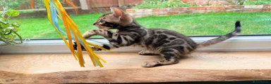 Bengal Kitten 1