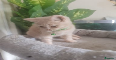 British Shorthair cats - Advert 6