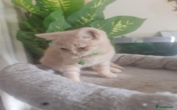 British Shorthair cats - Advert 12