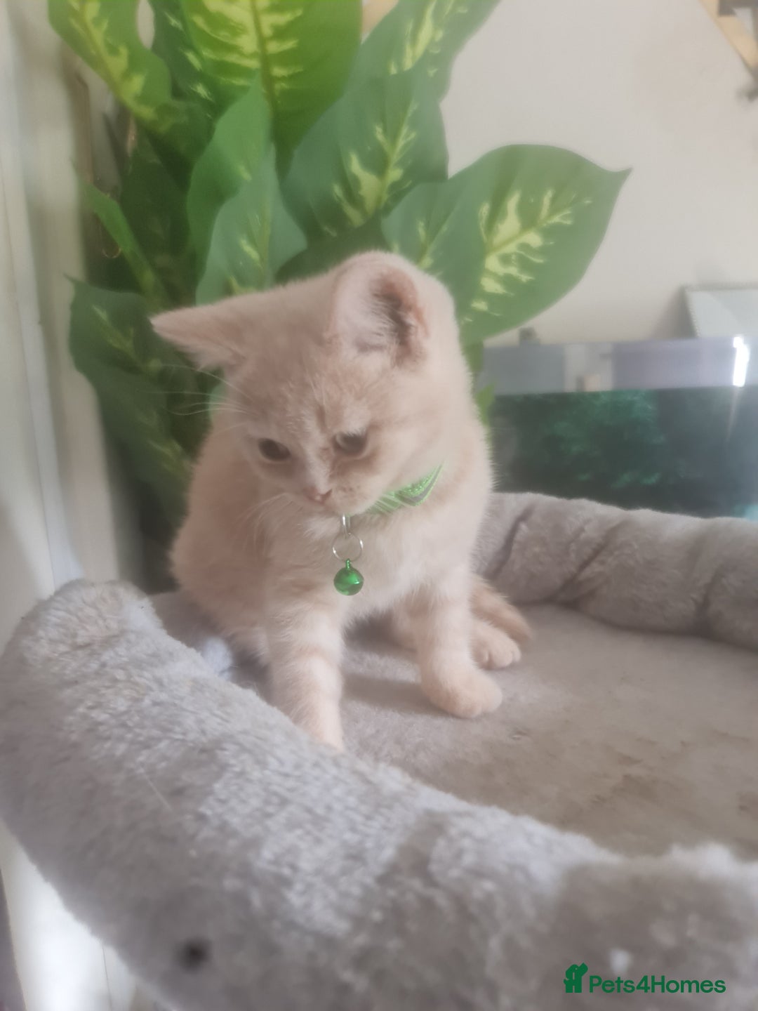 British Shorthair cats for sale: Adorable kittens  4 sweet home - Image 1