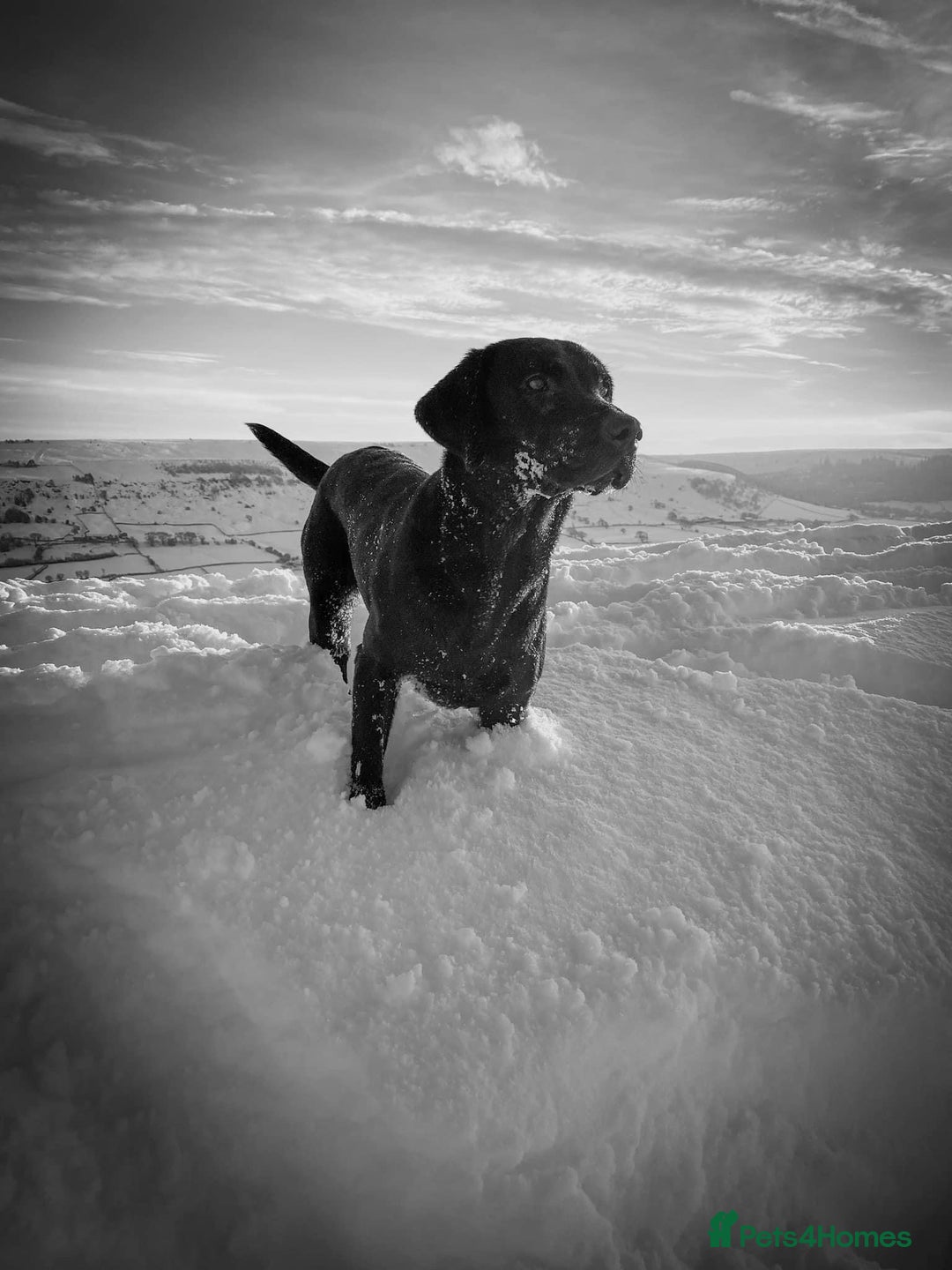 Springador dogs for sale: Springerdor pups  - Image 2