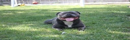 Staffordshire Bull Terrier dogs for stud: WORLD FAMOUS BLOODLINE! KC REG LOW COI%  in Nottingham - Advert 7