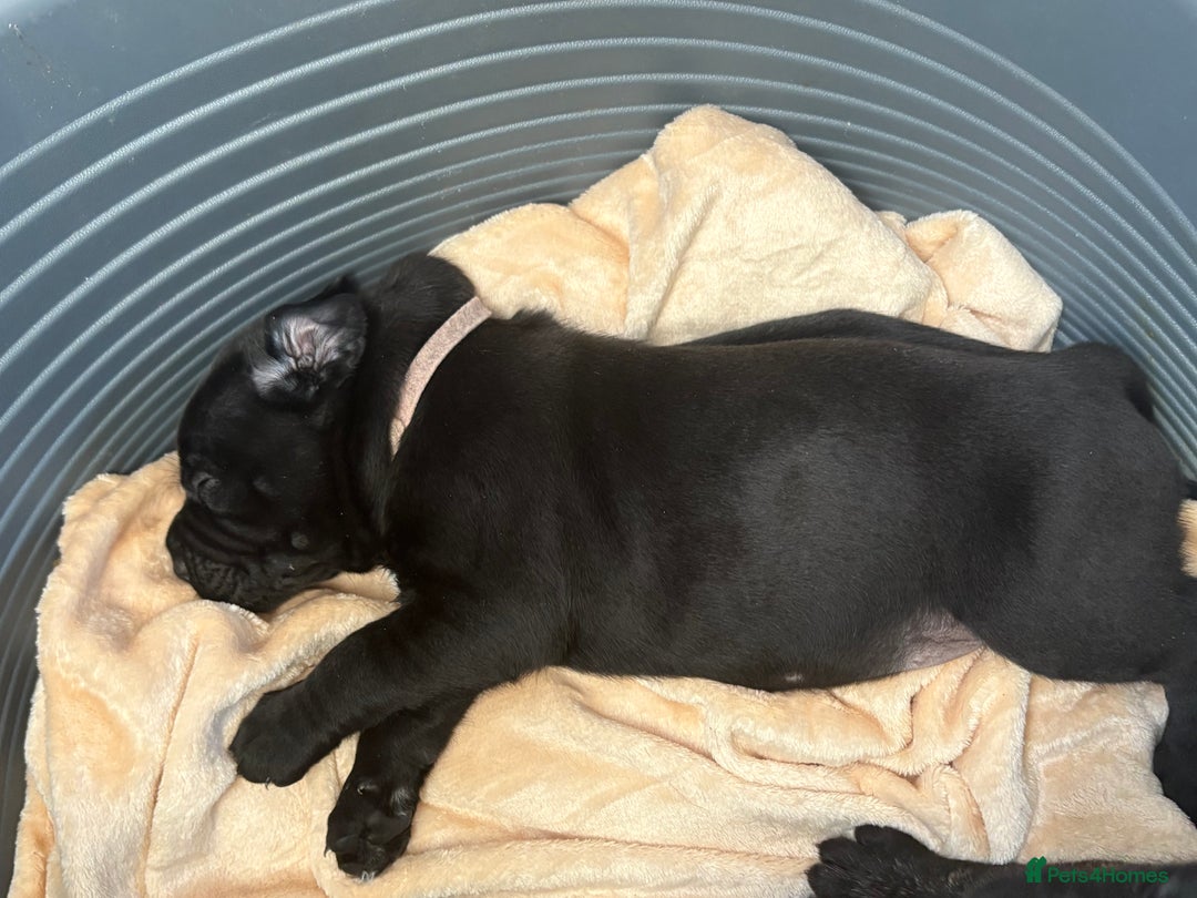 Mixed Breed dogs for sale: Cane Corso x boerboel  - Image 7