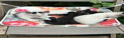 Mixed Breed cats for sale: For sale, friendly tame kittens  in Evesham - Advert 4