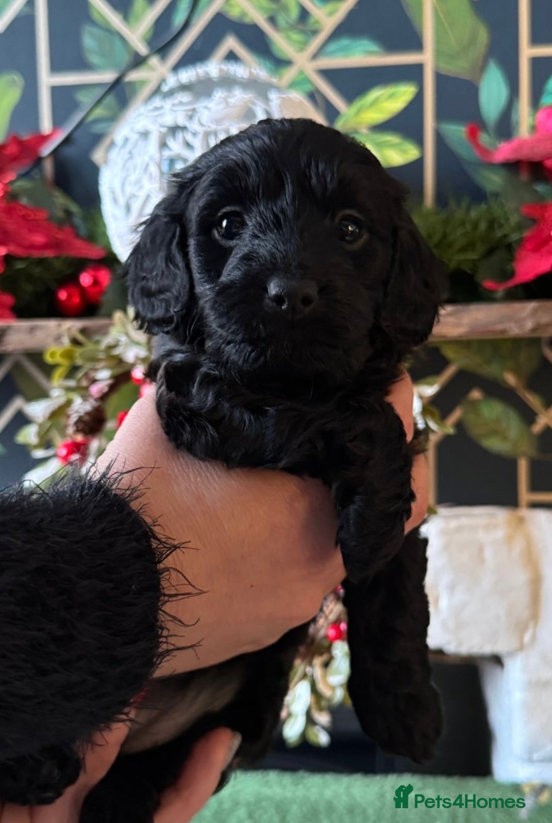 Doxiepoo dogs for sale: Beautiful Doxipoo puppies  - Advert 3
