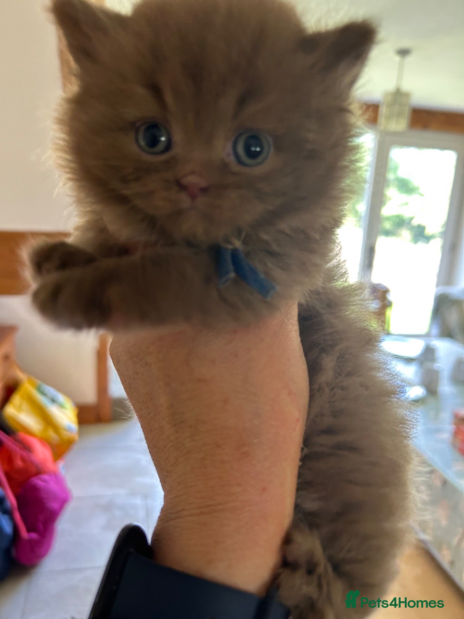 British Longhair cats GCCF British Longhair Cinnamon Male Kitten  - Advert 1